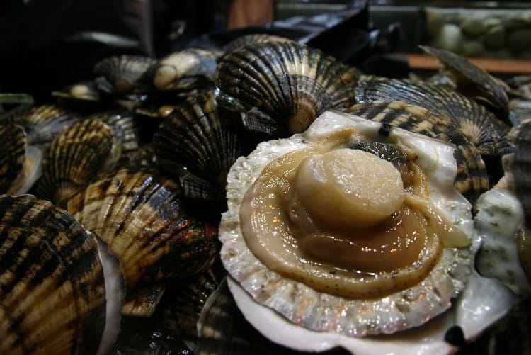 Scallops