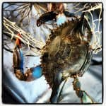 Blue Crab, Surfside, Texas