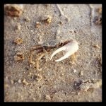 Sandcrab, Surfside, Texas