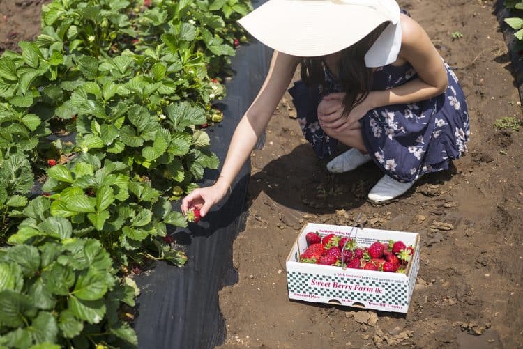 Picking Strawberries, Sweet Berry Farm