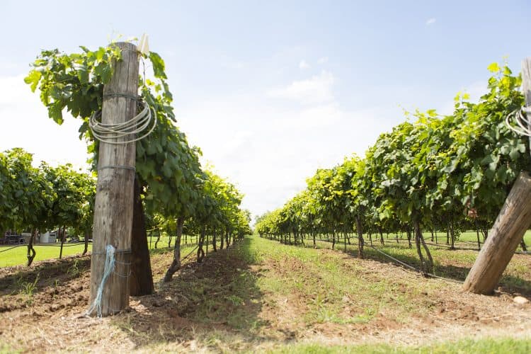 Barking Rocks Vineyards and Winery