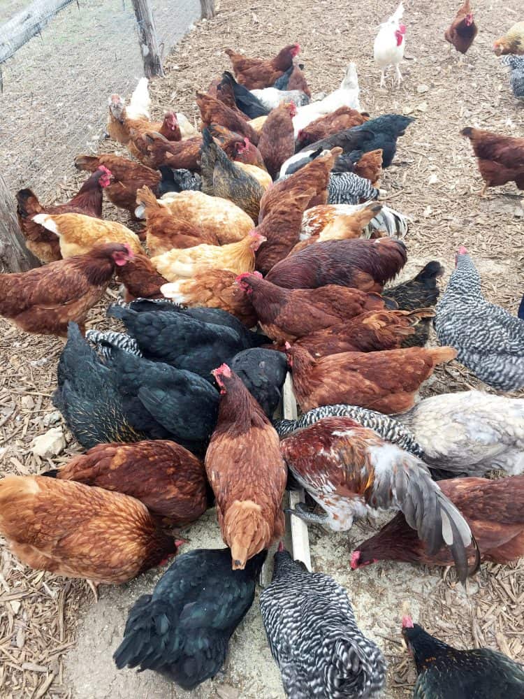 Chickens at Travaasa