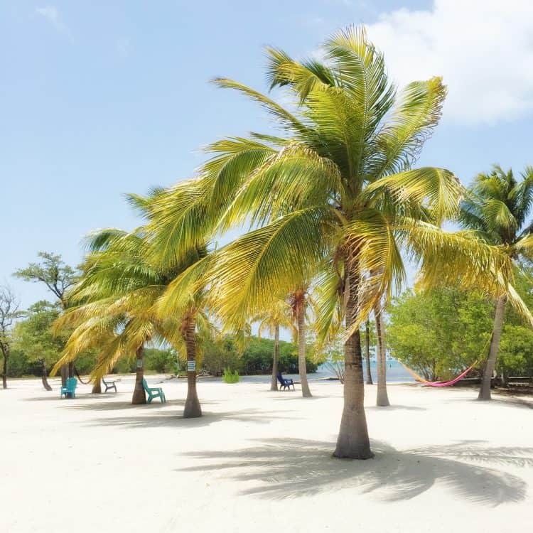 Palm Trees In Belize