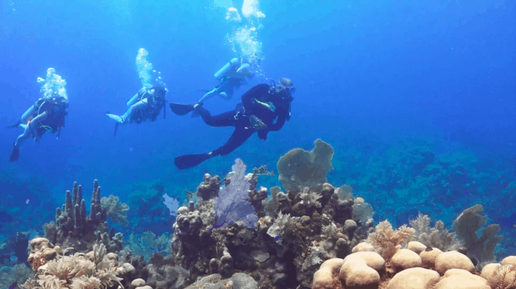 Scuba Diving In Mahogany Bay