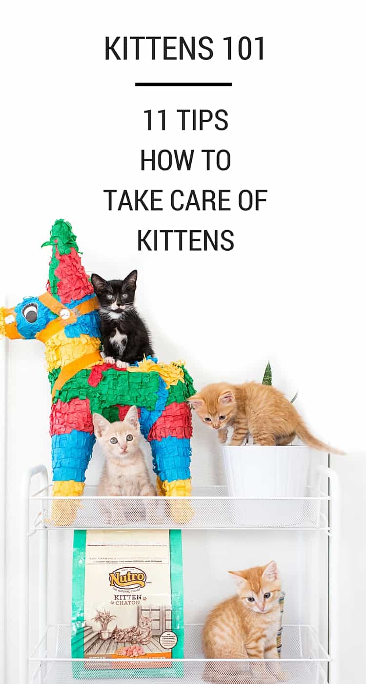 Kittens 101 - 11 Tips How To Take Care Of Kittens