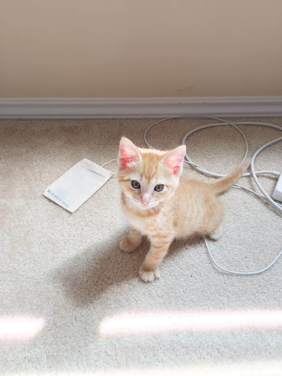 Kittens 101 - 11 Tips How To Take Care Of Kittens