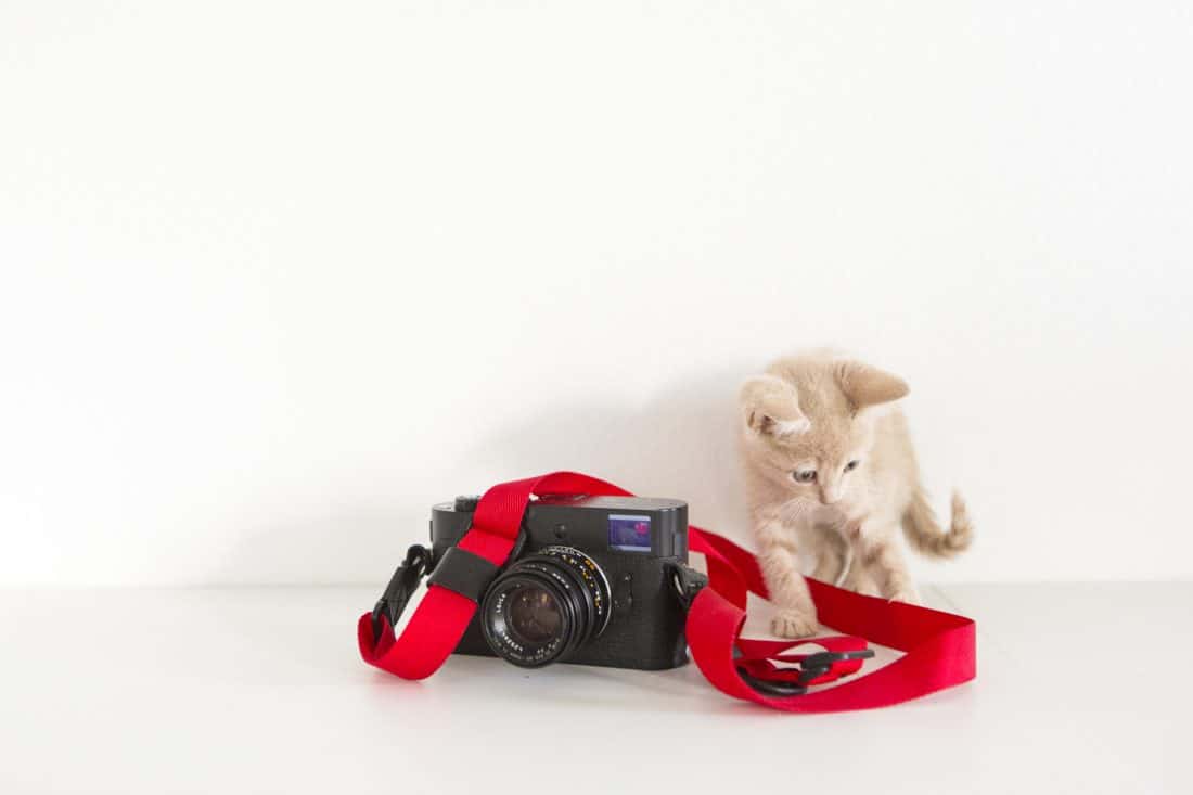 Kittens 101 - 11 Tips How To Take Care Of Kittens