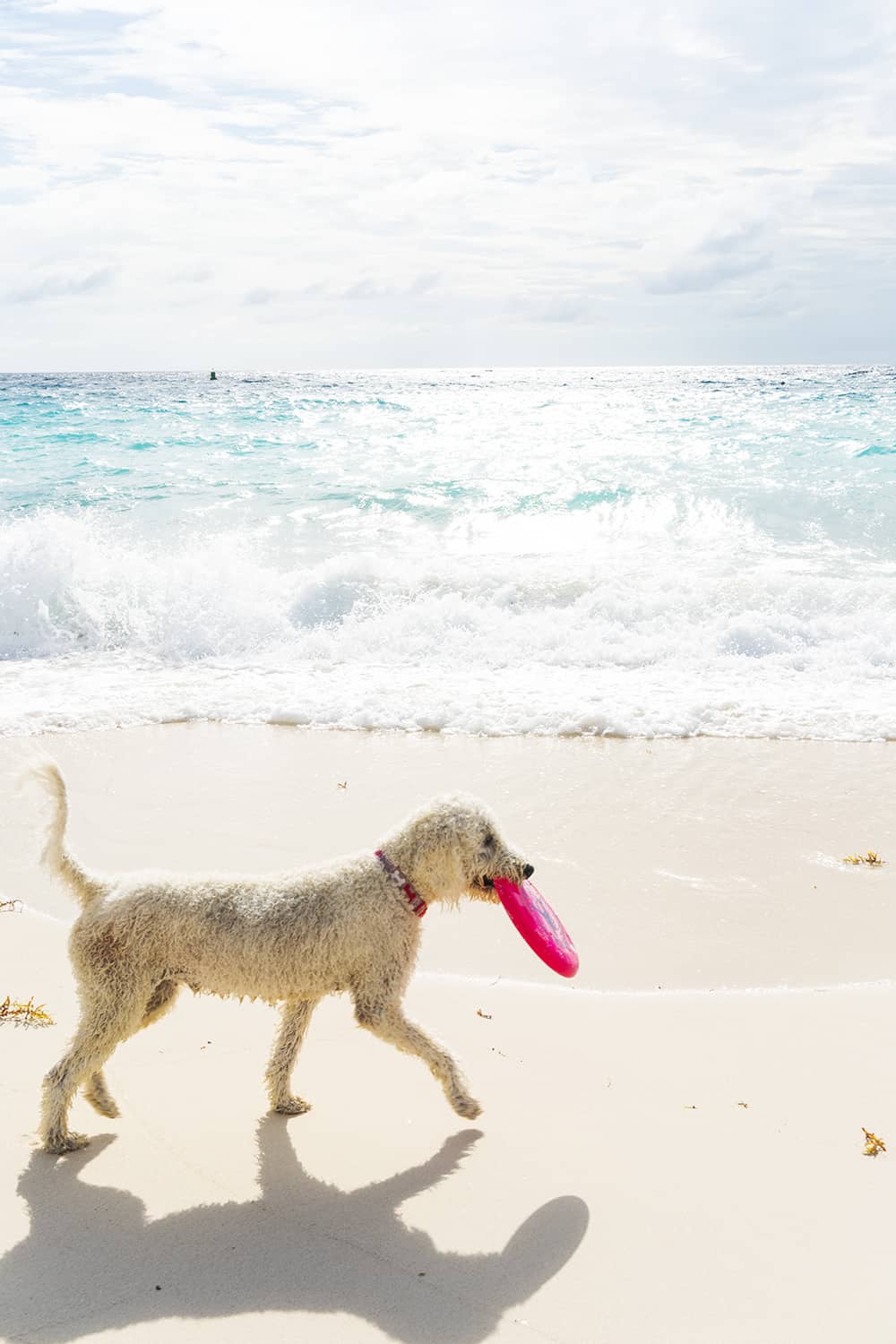 Island Dog