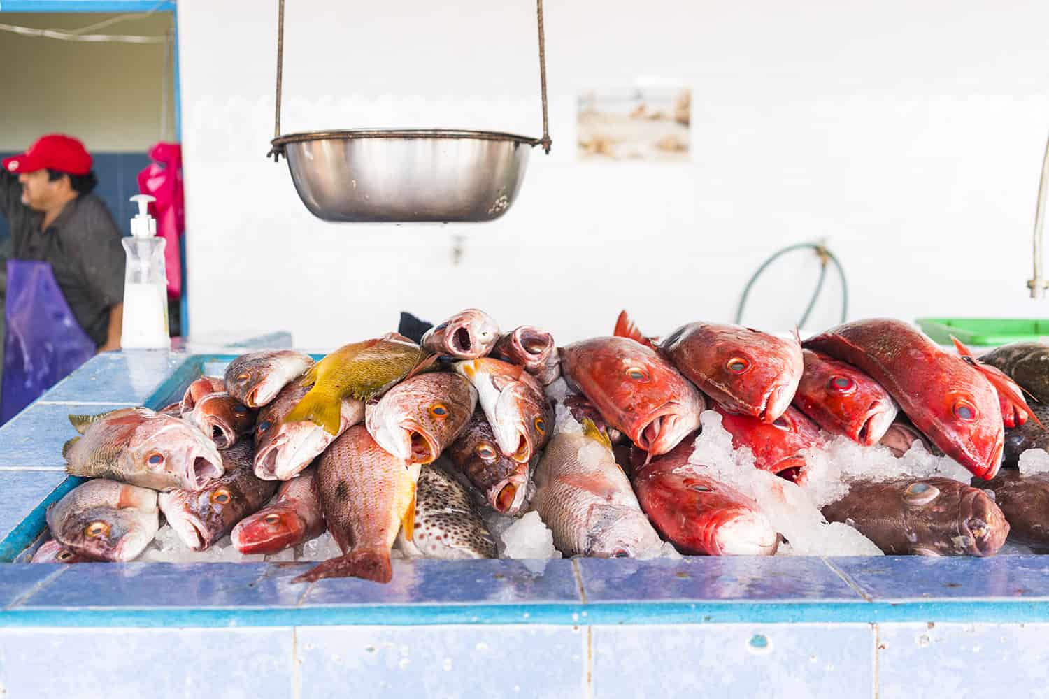 Fish at Mercado de Mar