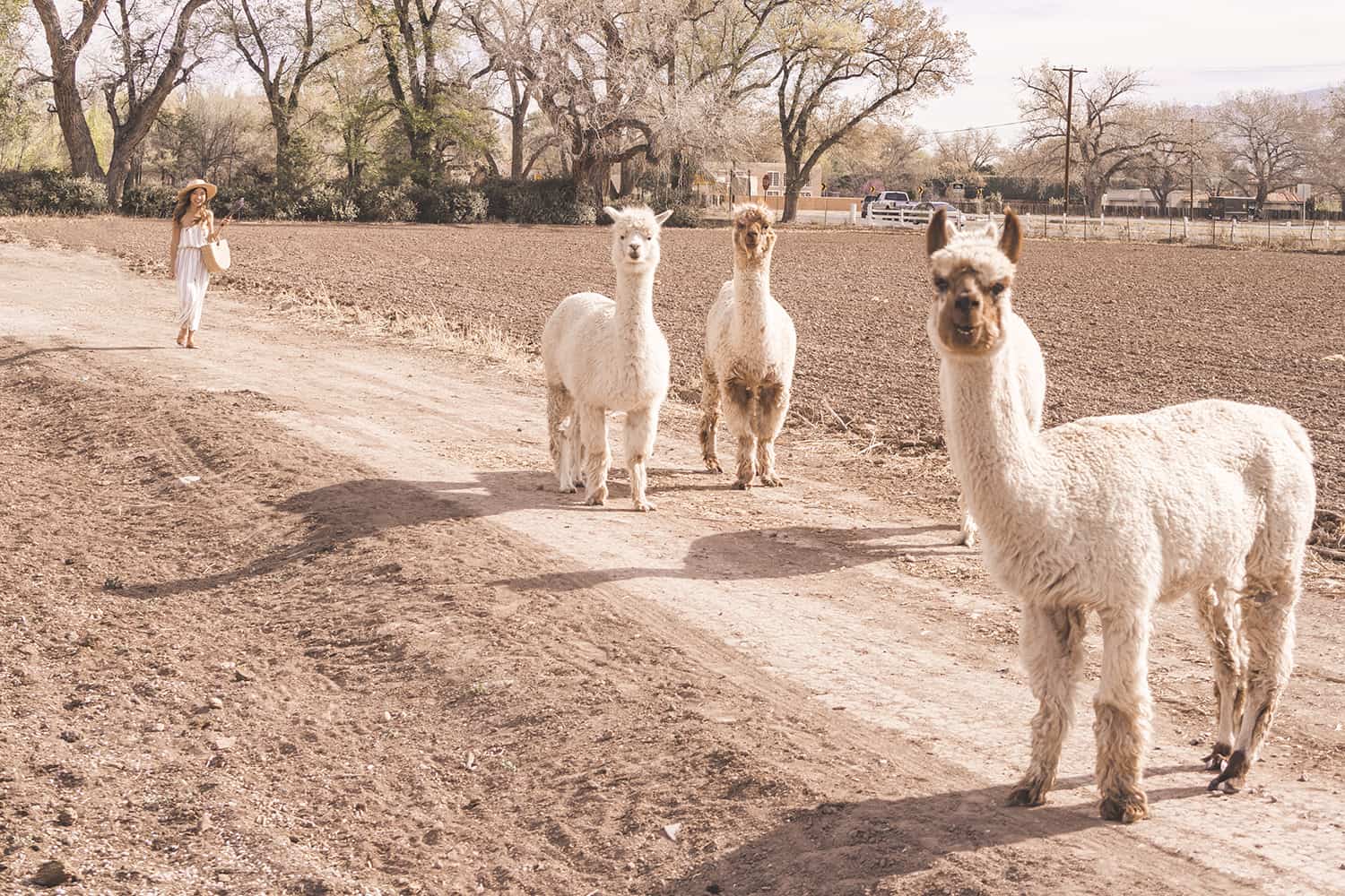 Alpacas in New Mexico
