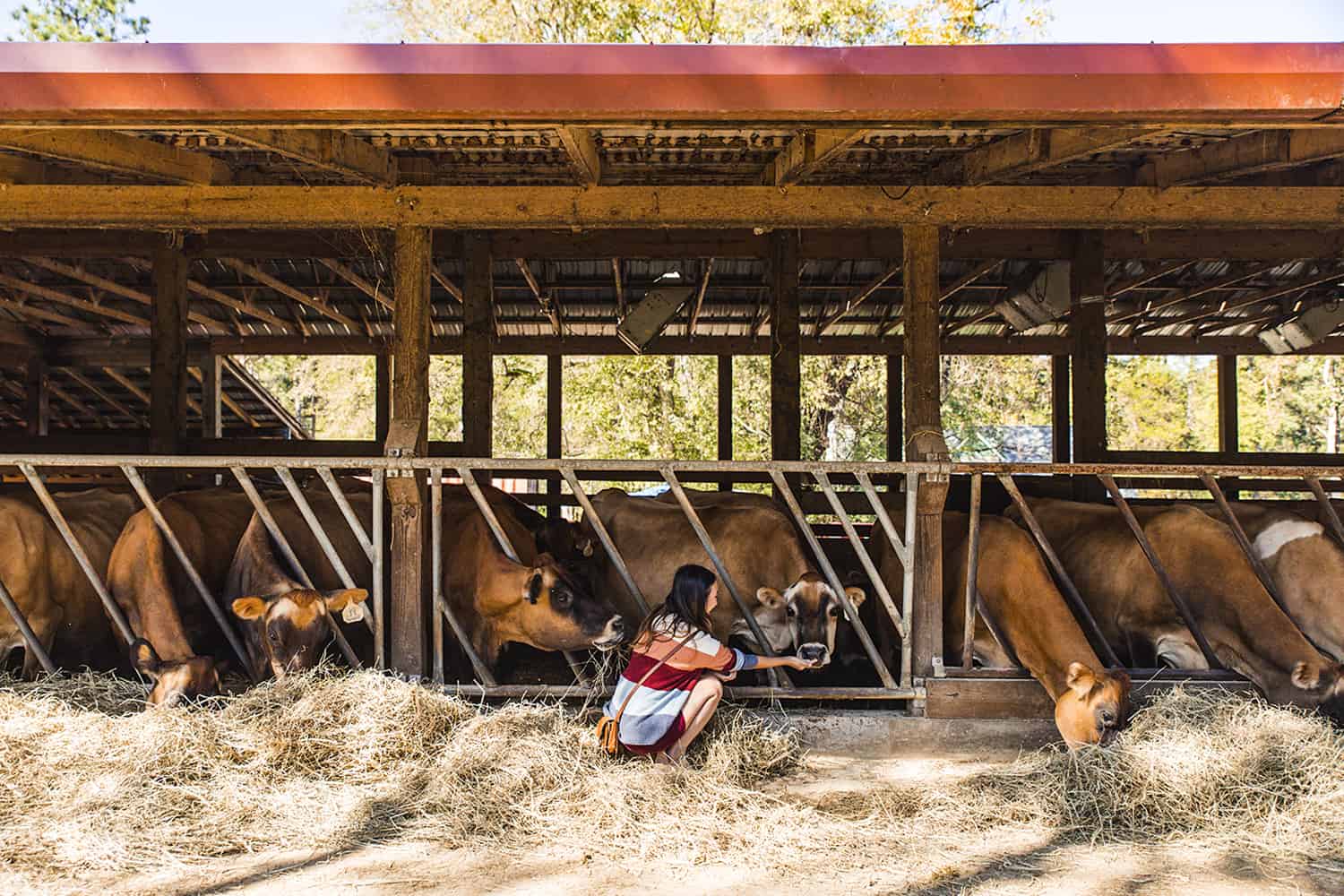 7 Things To Do In Chapel Hill & Orange County, NC - A Taste of Koko