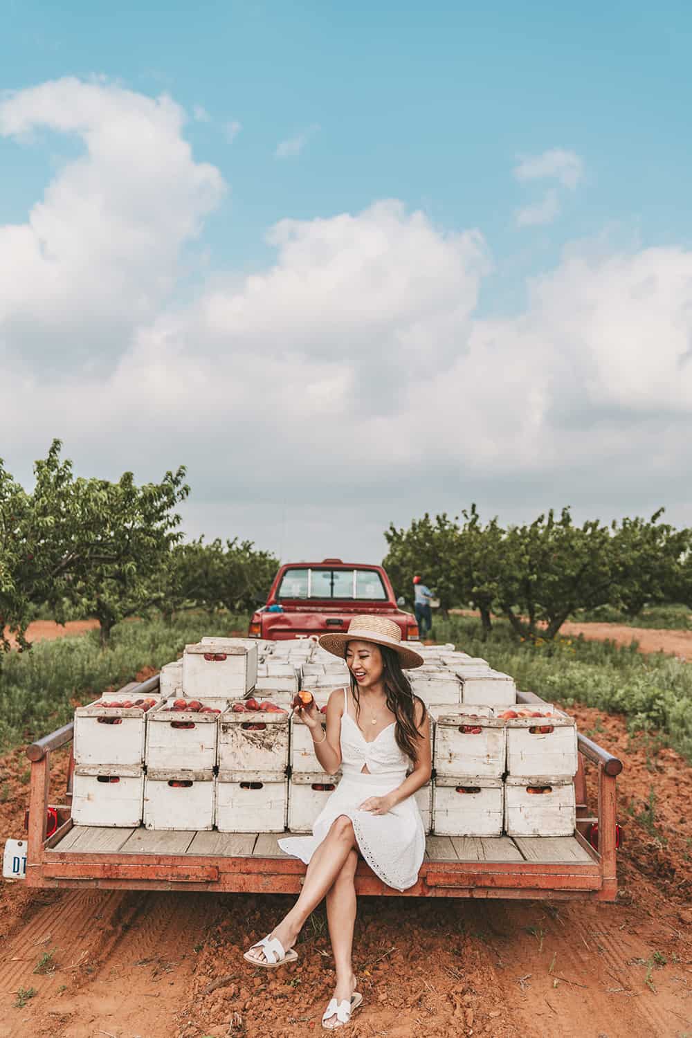 Peach orchard Gold Orchards in Stonewall Texas