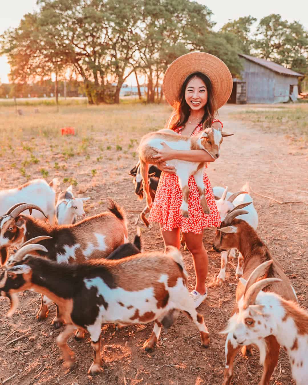 Goats at Jester King Brewery in Austin Texas
