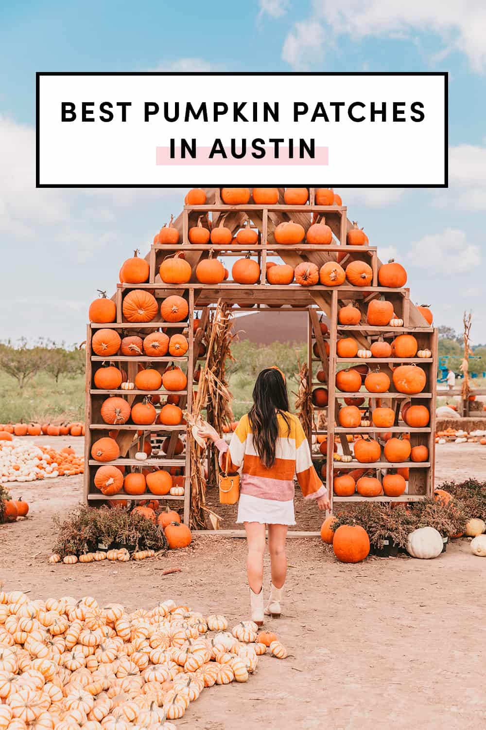 Best pumpkin patches in Austin