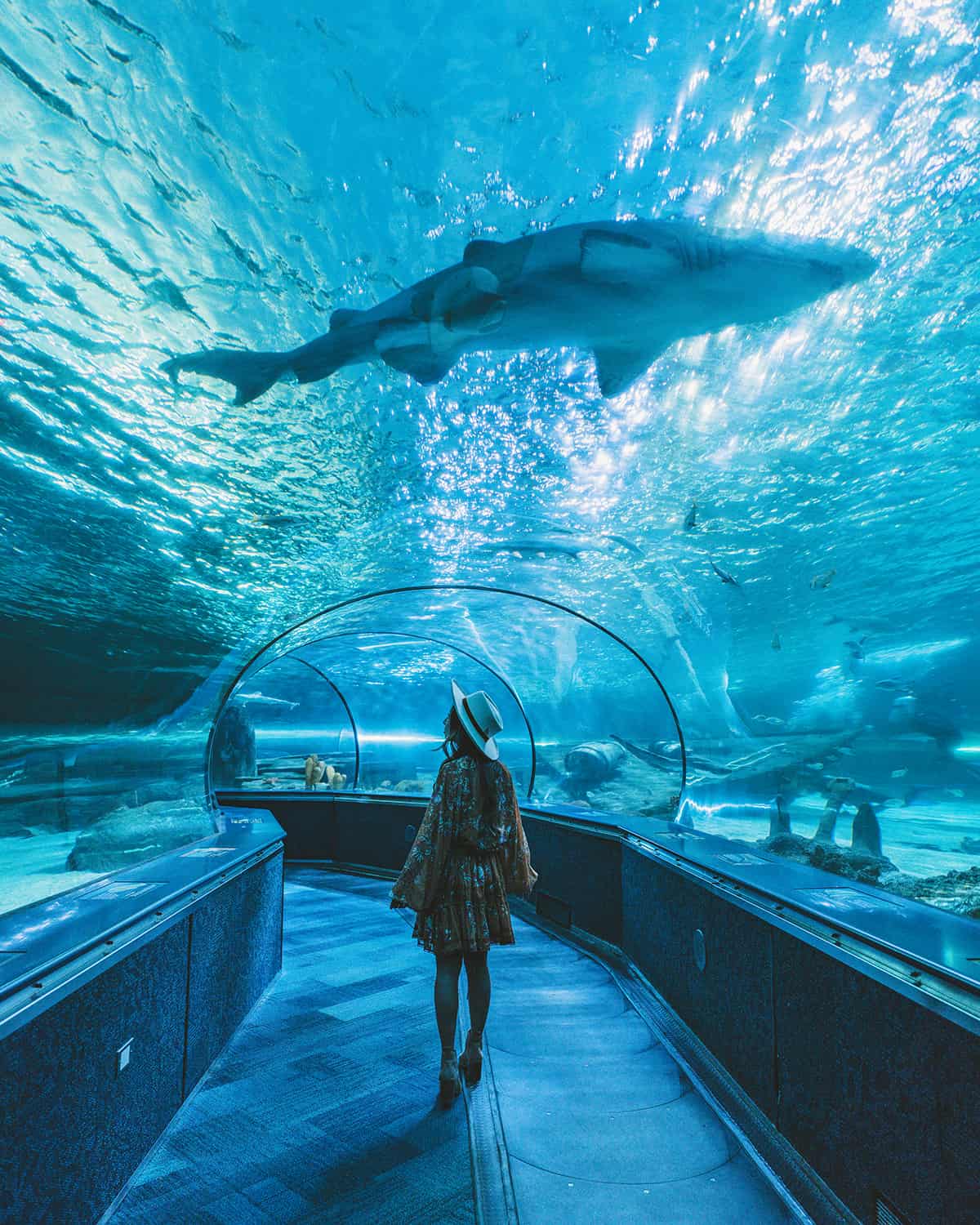 Ripley's Aquarium in Myrtle Beach SC