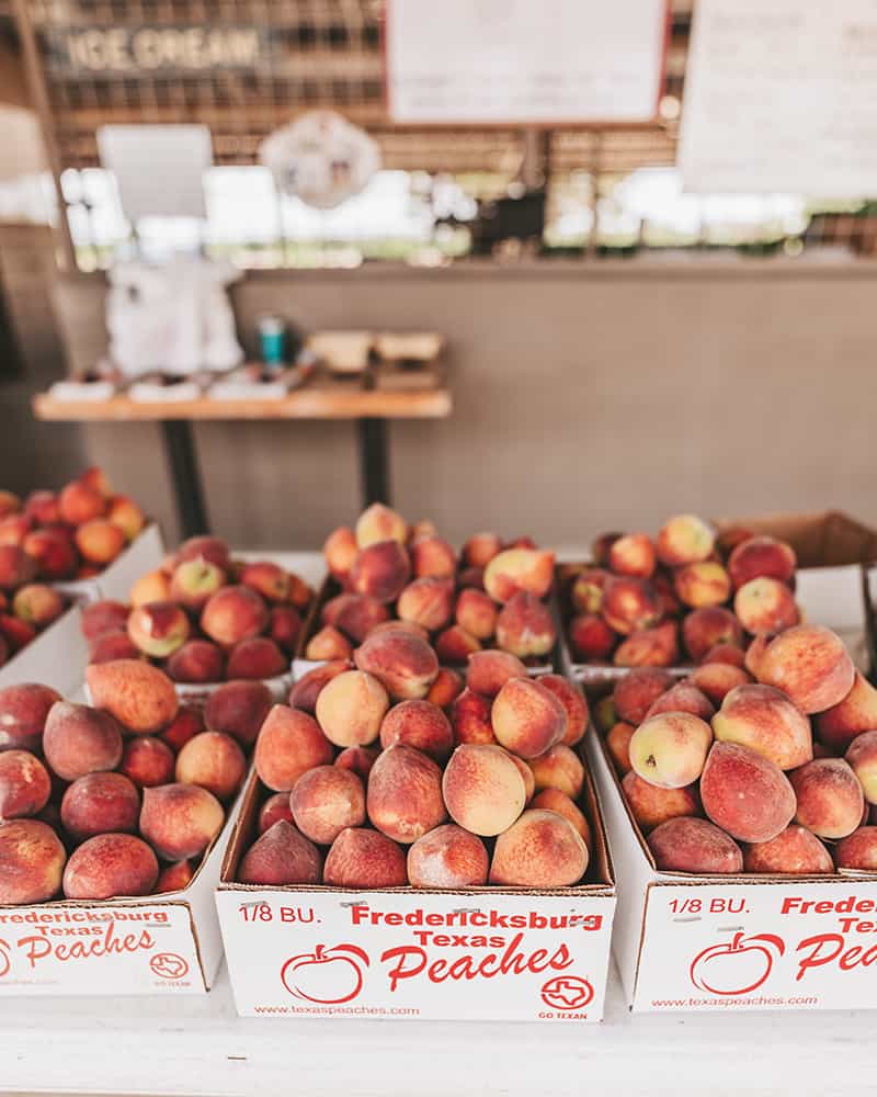 peach Orchards in Fredericksburg Texas