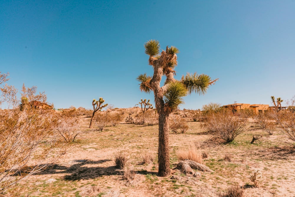 Joshua Tree National Park