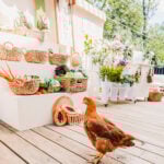 red heritage chickens at baby shower